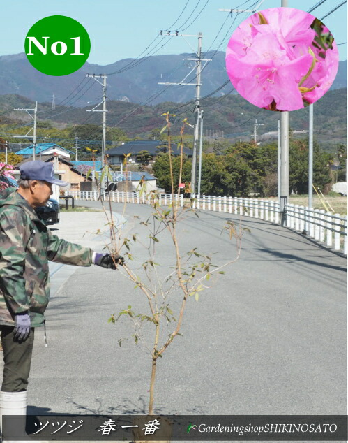 楽天市場】2025.3月開花中ツツジ 