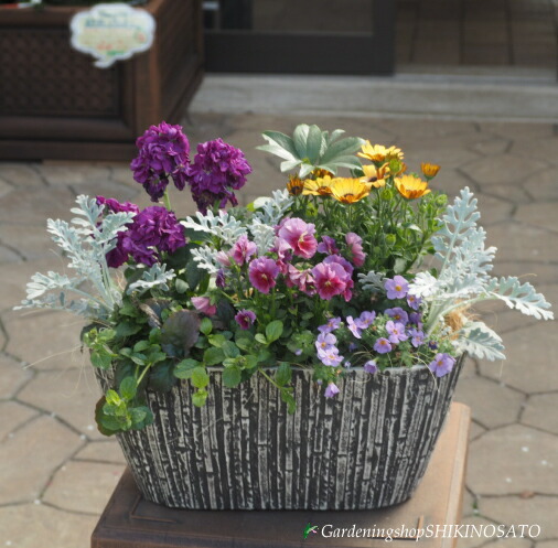 \u003cBR\u003e陽気のお花其れは其れはの寄せ植え