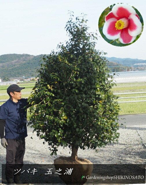 【人並み外れた変種】大苗\u003cBR\u003e椿 “玉之浦/玉の浦”\u003cBR\u003e（樹高：2.2m内外）\u003cBR\u003e2026.3月映画化