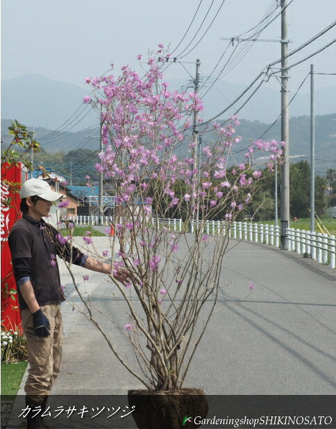 \u003cBR\u003eカラムラサキツツジ 花色：桃紫系（樹高：2.5m内外）\u003cBR\u003e2026.3月映画化