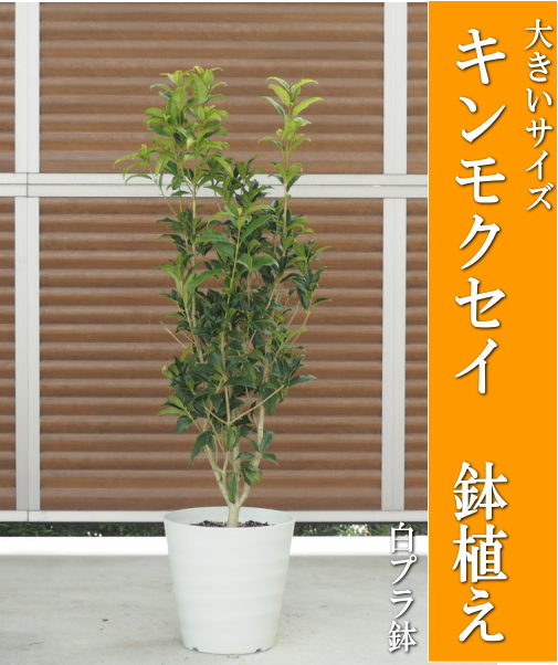 楽天市場】2023.7.13実付きレモンの木鉢植え（黒プラ35cm）レモン/檸檬