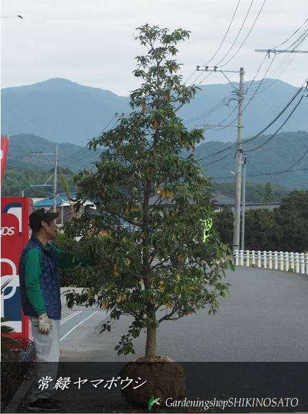 常緑ヤマボウシ\u003cBR\u003e（樹高：2.8m内外）\u003cBR\u003e2023.11月映画化