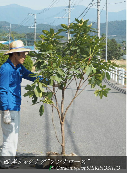 楽天市場】2025.3月開花中ツツジ 