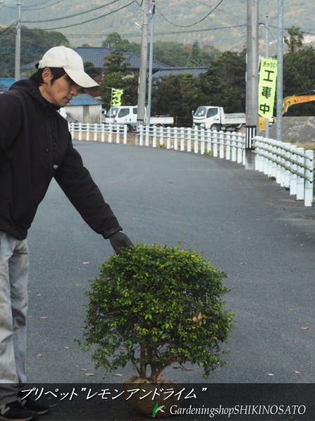 プリペット \"レモンアンドライム\""丸仕立てもの\u003cBR\u003e（樹高：0.6m内外・幅：約60糎）\u003cBR\u003e"