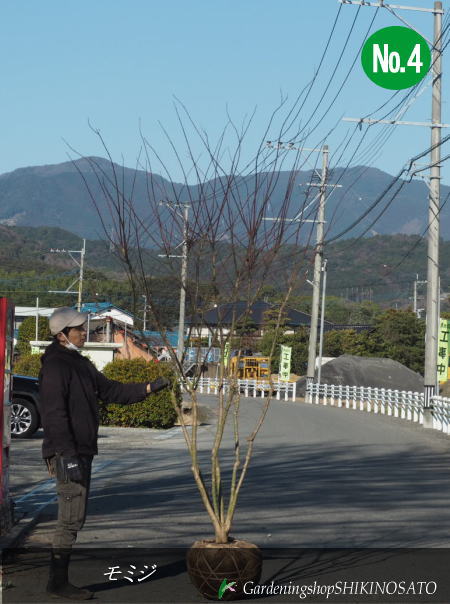 音の大きさあり\u003cBR\u003eイロハモミジ/槭樹/もみじ\u003cBR\u003e No4（樹高：2.5m内外）\u003cBR\u003e2024.12月
