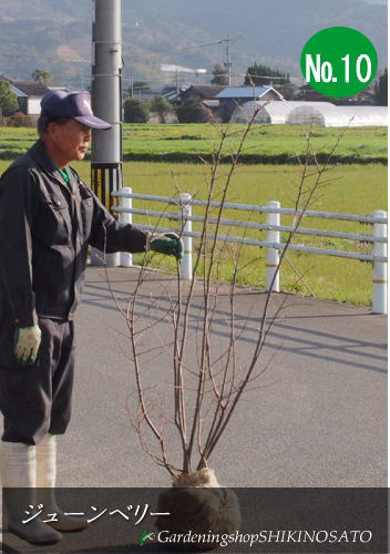 楽天市場 ジューンベリー ジュンベリー ラマルキー 樹高 1 4m内外 21 3月撮影 ガーデニングショップ四季の里