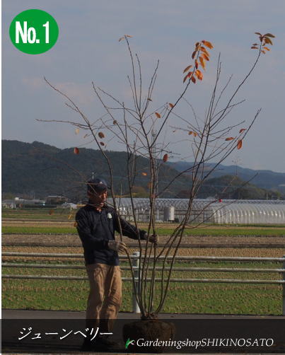 楽天市場 送料無料 ジューンベリー ジュンベリー ラマルキー 樹高 2 6m内外 11月撮影 ガーデニングショップ四季の里
