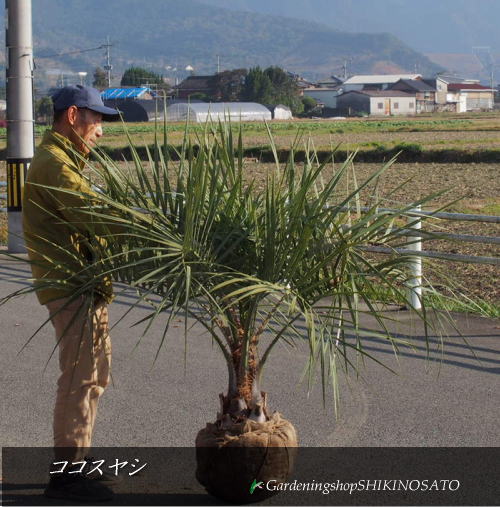 楽天市場 ココスヤシ 全高約100cm 観葉植物 ヤシ 椰子 やし 鉢植え向け 耐寒性 屋外ok 育てやすい 公園やホテル リゾートなどで植木されているヤシの木です 北海道 沖縄 離島発送不可 選価ダイレクト 楽天市場店