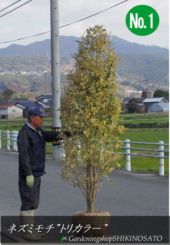 超人気の 楽天市場 トウネズミモチ トリカラー ネズミモチ 樹高 2 6m内外 21 2月撮影 ガーデニングショップ四季の里 全国宅配無料 Www Trailconnections Com