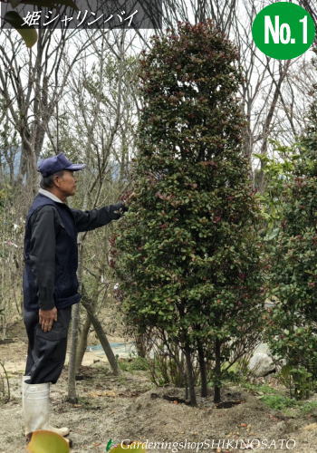 楽天市場 庭木 植木 苗木 タイプで選ぶ 常緑 落葉 常緑樹 は行 ハイノキ ガーデニングショップ四季の里