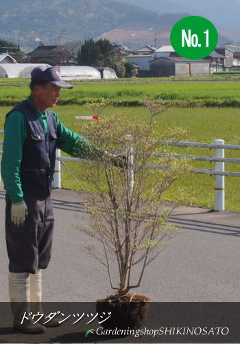 楽天市場 送料無料 スズランの様な花 ドウダンツツジ 樹高 1 3m内外 21 3月撮影 ガーデニングショップ四季の里