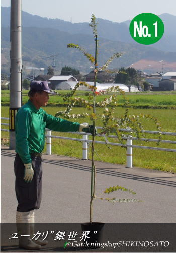 楽天市場 ユーカリ 銀世界 ベイビー ブルー おぎはら植物園