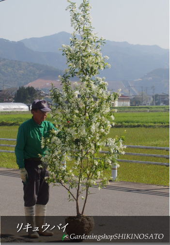 現品 落葉樹 送料無料 植木 リキュウバイ 利休梅 利久梅 樹高 2 5m内外 21 3月撮影 ガーデニングショップ四季の里 現品 落葉樹 送料無料 植木 リキュウバイ 利休梅 利久梅 樹高 2 5m内外 21 3月撮影 ガーデニングショップ四季の里
