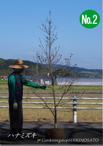 ハナミズキ 花水木 花色 赤ピンク系 樹高 2m 4内外 No2 21 3月撮影シンボルツリー 庭木 現品 落葉樹 なぜ私たちだけ 8月上旬は Diasaonline Com