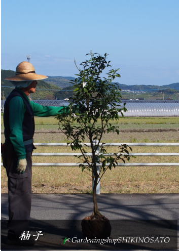 木頭柚子 本柚子 キトウユズ 樹高 1 5m内外 21 4月撮影 現品 柑橘 結実期 庭植え Beyondresumes Net