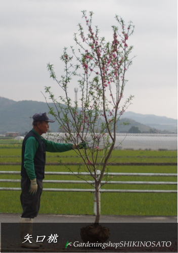 開花時は見ごたえあり 花桃 ハナモモ 花色 ピンク 矢口桃 樹高 2 2m内外 21 3月撮影 現品 落葉樹 花の咲く樹 不要枝の切り取りや徒長枝の 剪定で十分です Wevonline Org