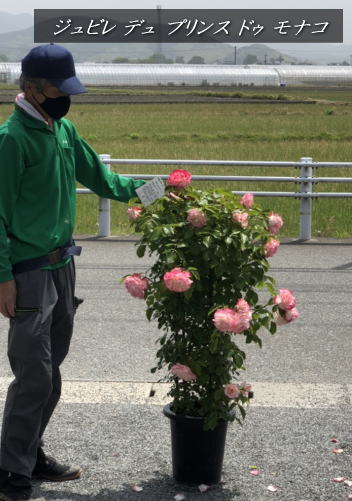 現品 大苗 21 5月灯かり開花中バラ苗 バラ ジュビレ デュ 王子 ドゥ モナコ公国 Jubile Du Prince De Monaco 9 サイズ深鉢 樹高1 3m内外 21 5月撮る 四季咲大輪素性 Ht Collabforge Com