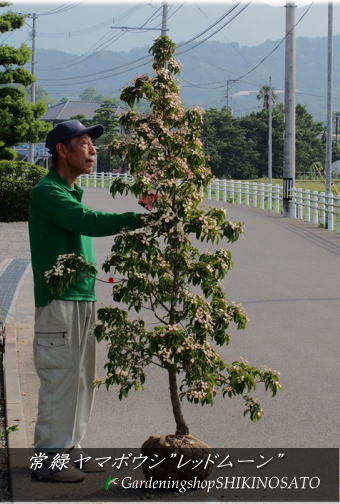 希少種 最新品種 常緑ヤマボウシ レッドムーン 樹高 1 7m内外 21 6月撮影 ガーデニングショップ四季の里 植木 現品 常緑樹