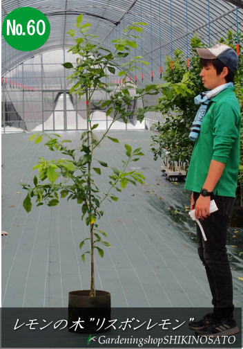 レモンの木 リスボンレモン 檸檬の木 れもん樹高 1 7m内外 No60 大苗21 6月撮影 Psicologosancora Es