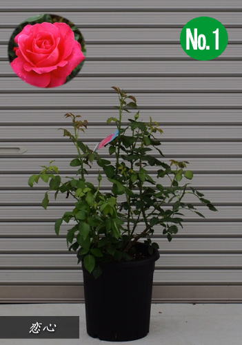 楽天市場 バラ大苗 薔薇 恋心10号鉢 樹高 0 8 0 9m内外21 5月撮影 ガーデニングショップ四季の里