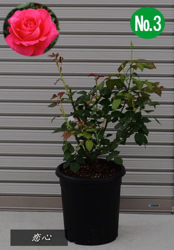 楽天市場 バラ大苗 薔薇 恋心10号鉢 樹高 0 8 0 9m内外21 5月撮影 ガーデニングショップ四季の里 楽天市場 バラ大苗 薔薇 恋心10号鉢 樹高 0 8 0 9m内外21 5月撮影 ガーデニングショップ四季の里