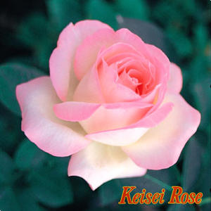 現品 大苗 21 5お月様展開ミドルバラ苗 バラ ジュビレ デュ 皇子 ドゥ モナコ Jubile Du Prince De Monaco 9サイズ 深鉢 樹高1 3m内外 21 5月撮影 四季咲大輪体系 Ht Damienrice Com