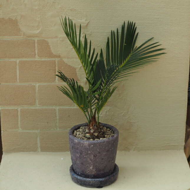 楽天市場】【現品発送】奄美姫蘇鉄(アマミヒメソテツ) 大株 苗木 12号