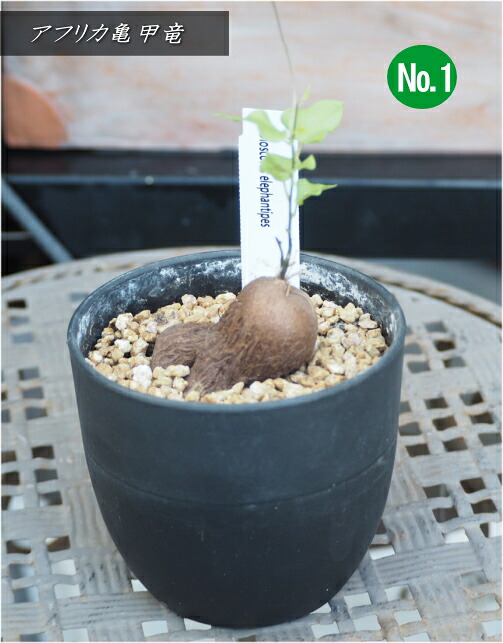 楽天市場】人気のコーデックス アフリカ亀甲竜/亀甲竜/キッコウリュウ