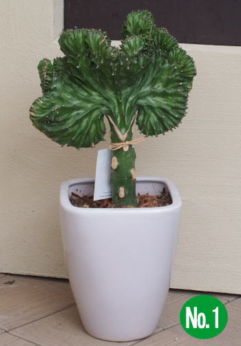 楽天市場 形がユニーク ユーフォルビア ラクテア クリスタータ マハラジャ 大明神 鉢植え 高さ 0 35 0 4m内外 ガーデニングショップ四季の里