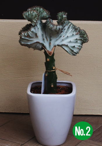 楽天市場 形がユニーク ユーフォルビア ラクテア クリスタータ マハラジャ 大明神 鉢植え 高さ 0 35 0 4m内外 ガーデニングショップ四季の里