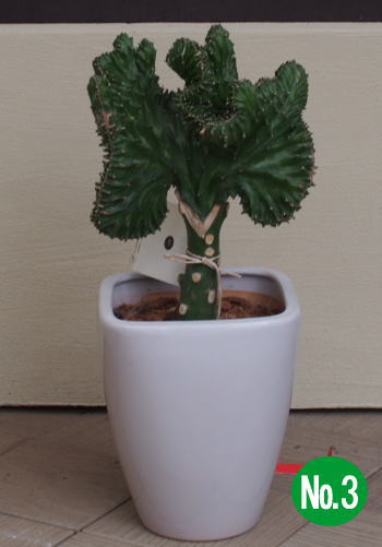 楽天市場 形がユニーク ユーフォルビア ラクテア クリスタータ マハラジャ 大明神 鉢植え 高さ 0 35 0 4m内外 ガーデニングショップ四季の里