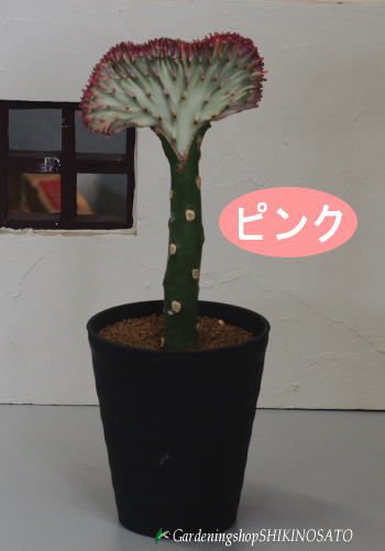楽天市場 クーポン配布中 母の日 プレゼント ギフト 鉢植え ユーフォルビア マハラジャ 緑プラスチック鉢 5号 鉢皿付 多肉植物 鉢植え お祝い 誕生日プレゼント 贈り物 インテリア 送料無料 岡部グリーン有限会社