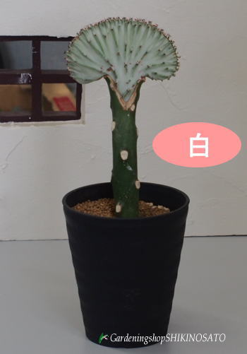 楽天市場 サボテン マハラジャ ユーフォルビア ラクテア 大明神 4号鉢 全体の高さ 35cm内外 ガーデニングショップ四季の里