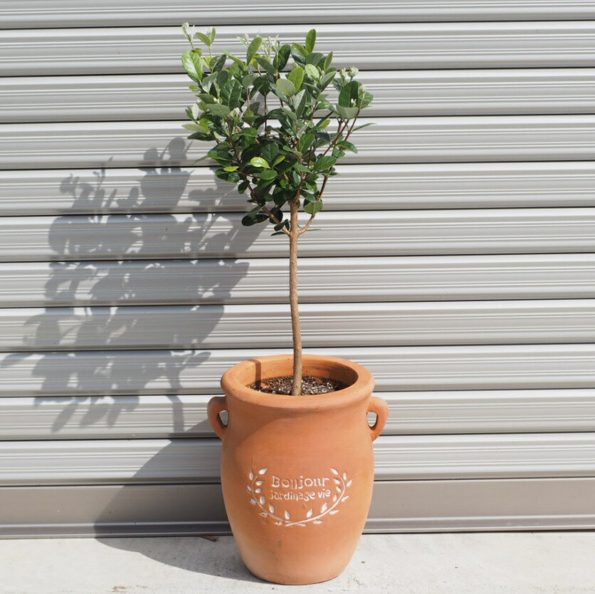 【人並み外れたスタンダート仕立てもの】\u003cBR\u003eフェイジョアの鉢植え（つぼ型テラコッタ鉢）（総べての高さ：0.7m内外）\u003cBR\u003e2022.10月映画化