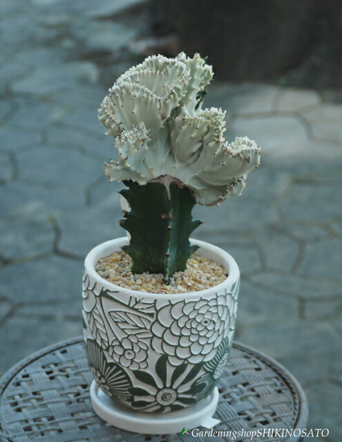 楽天市場】ユーホルビア 鉢 セット おしゃれ ギフト 鉢植え