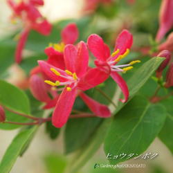 ヒョウタンボク“赤花”(樹高:1.3m内外)