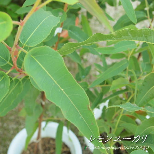 レモンユーカリ 樹高 1 2m内外 21 5月撮影 Butlerchimneys Com