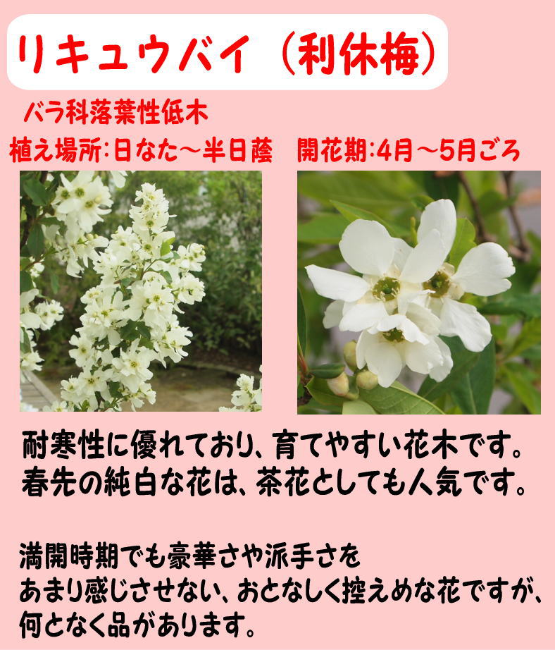 楽天市場 送料無料 リキュウバイ 利休梅 樹高 1 5m内外 21 2月撮影 ガーデニングショップ四季の里