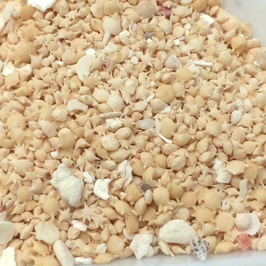 【楽天市場】(10g)星の砂 星砂 マリンモチーフ レジン封入 太陽の砂 サンド 海 ハンドメイド パーツ:色彩キューブ