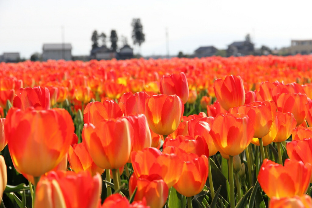 チューリップ 根球 富山県の砺波建設 昔歳に皇室に献上された良く秀なチューリップ球根 おまかせ入合わせる 50個 Msgtours Com