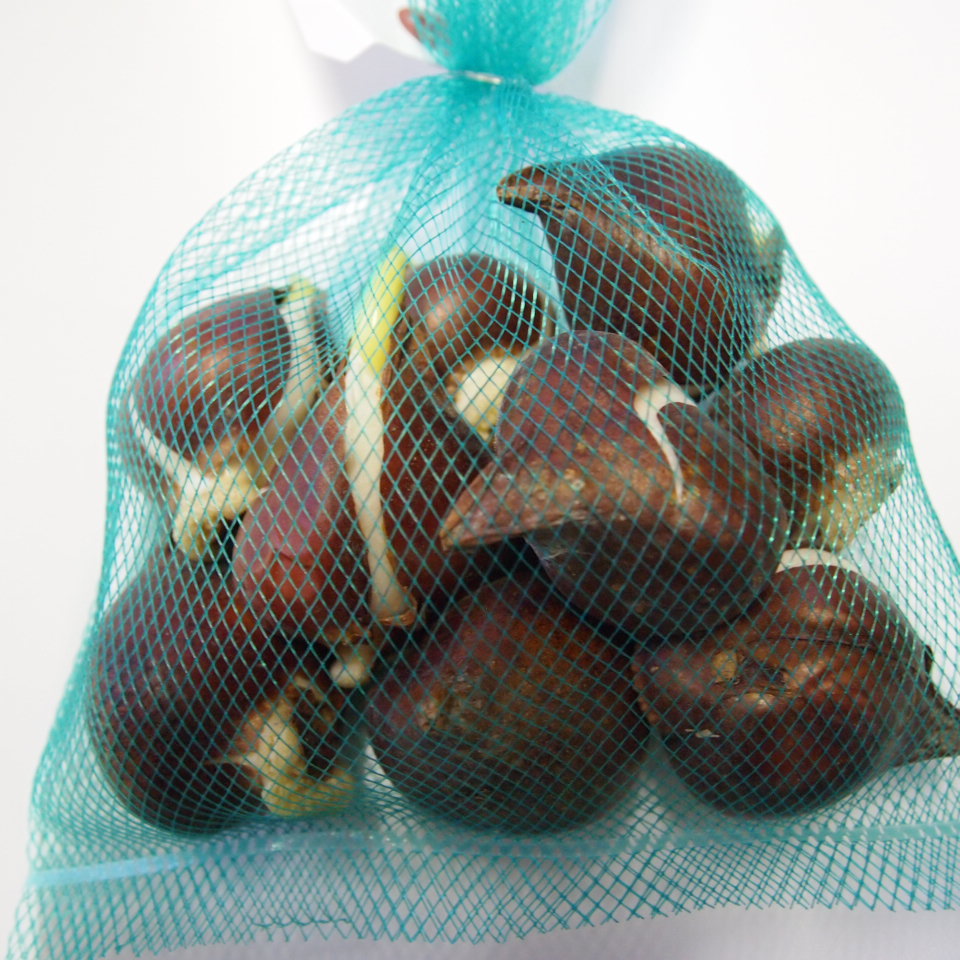 チューリップ 根球 富山県の砺波建設 昔歳に皇室に献上された良く秀なチューリップ球根 おまかせ入合わせる 50個 Msgtours Com