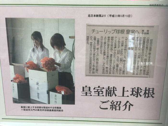 チューリップ 根球 富山県の砺波建設 昔歳に皇室に献上された良く秀なチューリップ球根 おまかせ入合わせる 50個 Msgtours Com