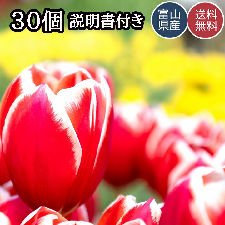 【週末値下げ残り2時間】30日間連続開花チューリップ 20球 週末値下げ残り2時間】30日間連続開花チューリップ 20球 球根 30日間