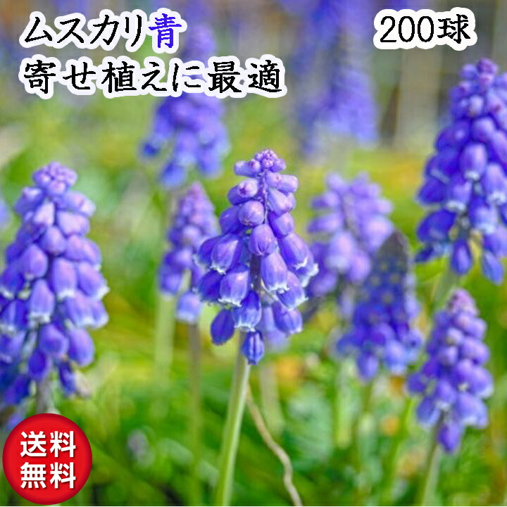 楽天市場】ムスカリ 球根 お任せ品種 秋冬植え 春咲き 寄せ植え 青や紫