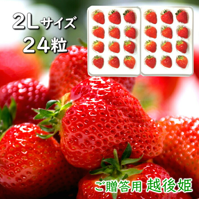 貨物輸送無料 冷やこい有利送りとどける 出処直送威容 沖縄 離島配送不可 年代任命不可 越後姫御前 ご与え用向き 2l号 24粒子新潟商標名オランダ イチゴ 新潟県設立苺 イチゴ いちご引き出物 フルーツ 果物 強烈な甘味がギュッと詰まった苺です Pasadenasportsnow Com