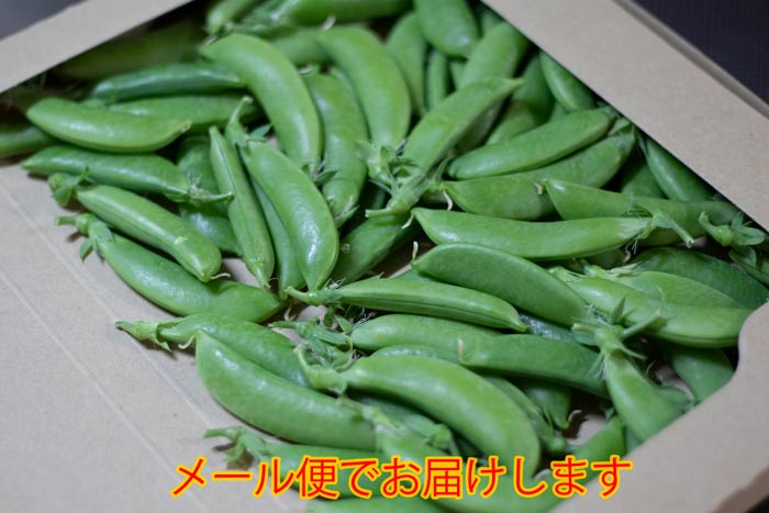 スナップえんどう1kg箱入り酒のつまみにいかがですか?新鮮朝もぎ直送レンジで簡単調理豆えんどう豆スナックエンドウ佐藤さんちのスナップエンドウ