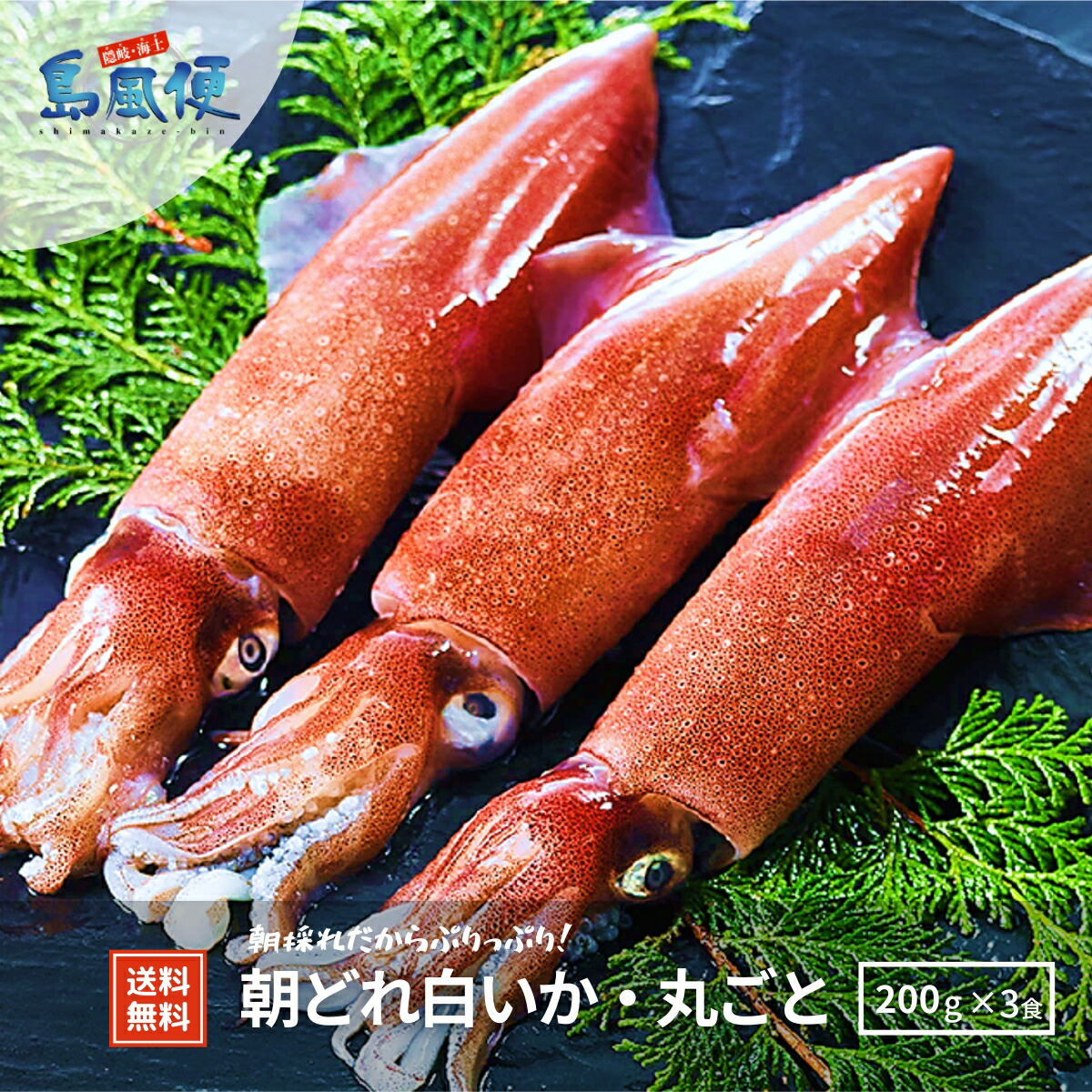 【隠岐島直送】【中サイズ3杯】白いか丸ごと凍結計600ｇいか イカ 剣先イカ 白いか シロイカ 刺身 お造り おつまみ 冷凍 山陰 島根 隠岐  朝どれ 産地直送 土産 海鮮  贈答用 ギフト 島風生活 海士町 CAS