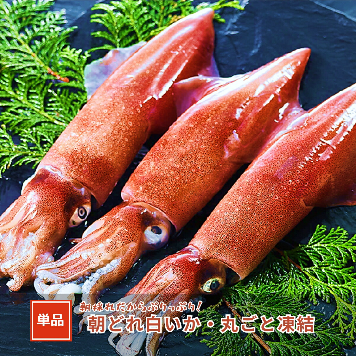 するめいか 丸物20キロ するめいか 丸物20キロ するめいか 丸物20キロ 送料無料 鮮度超抜群