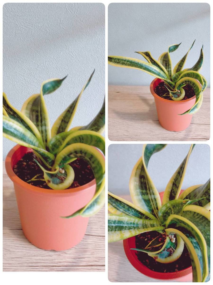 多肉植物 サンスベリア ツイスター 希少品種 レア植物 4寸 プラ鉢 Educaps Com Br