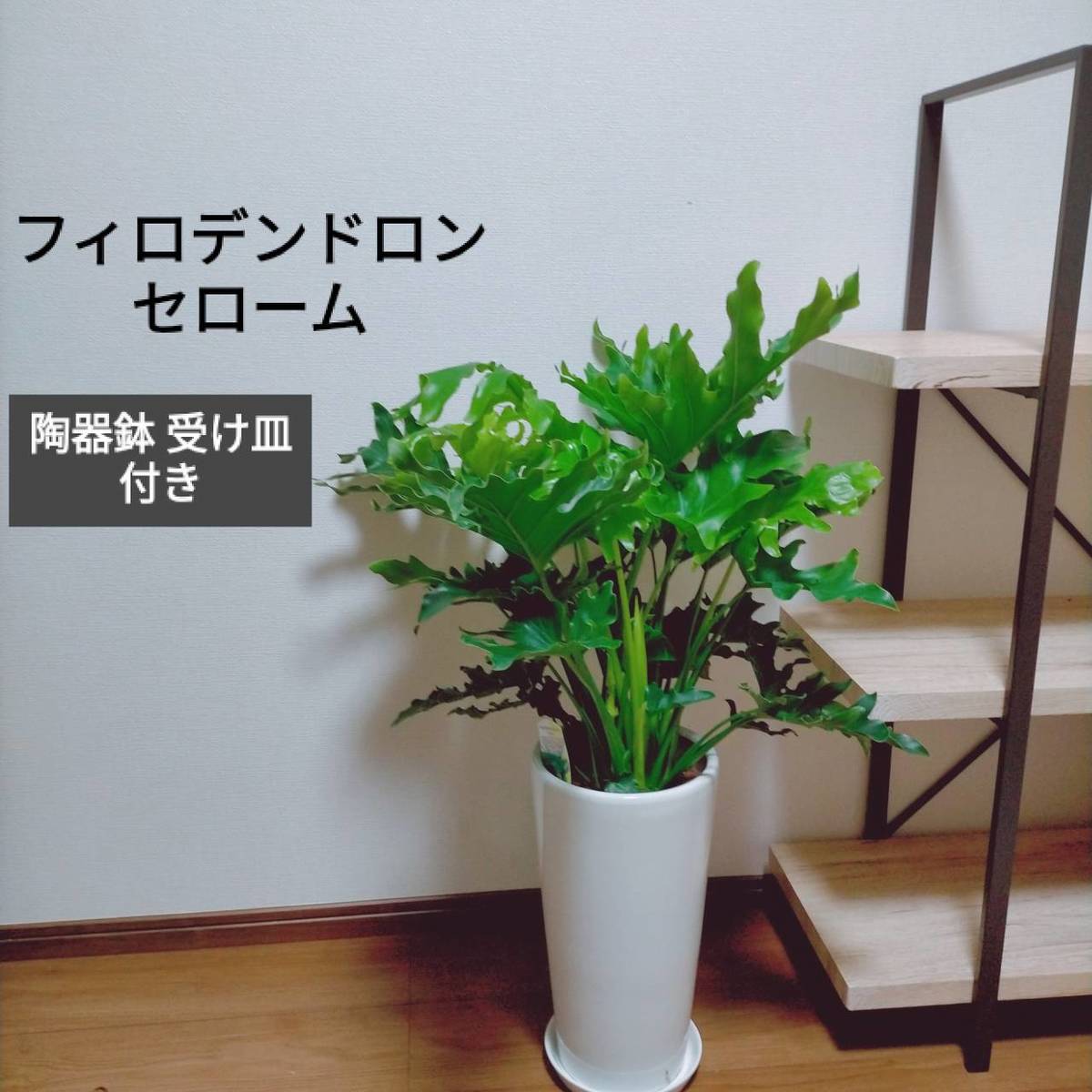 観葉植物 フィロデンドロン セローム 頼み所セラミックしゃれこうべ受皿供 白人 7些少 耐陰陰たるがあり居内方でも育て造作無い乙観葉植物セロームを取合わせやすいホワイトの陶器鉢に植えて澱ます Maxtrummer Edu Co